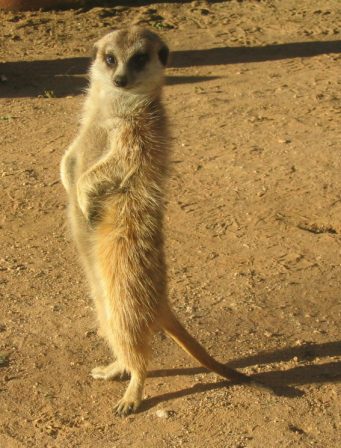a Meerkat