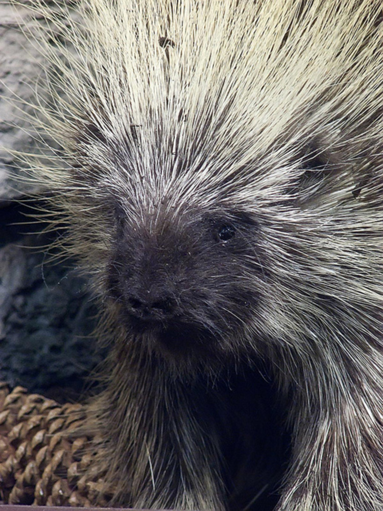 Porcupine photographed by Mary Harrsch