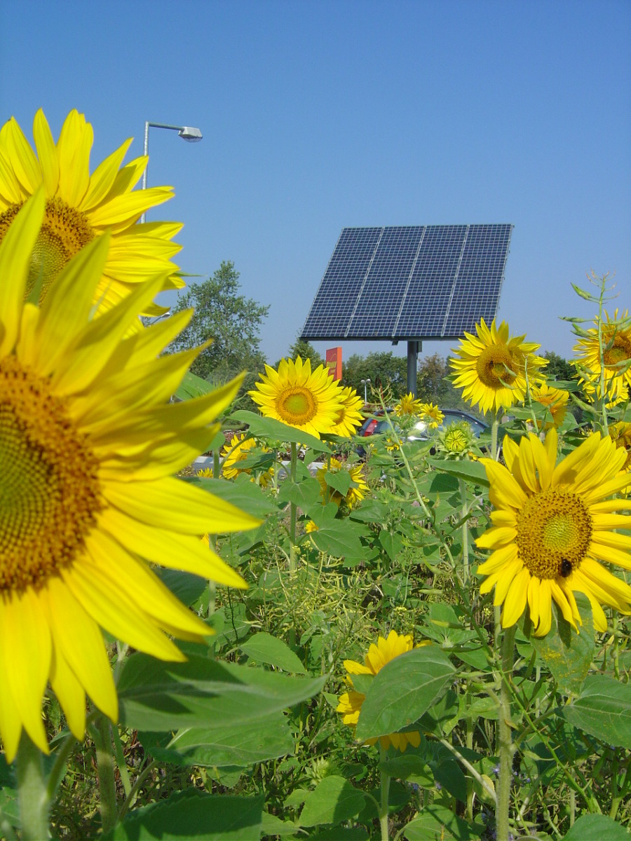 Sunflowers and Solar Panels