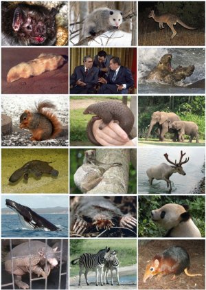 Mammalian diversity