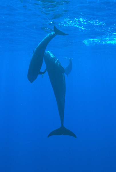 Pilot Whales, mother and calf, Kona, Hawaii.