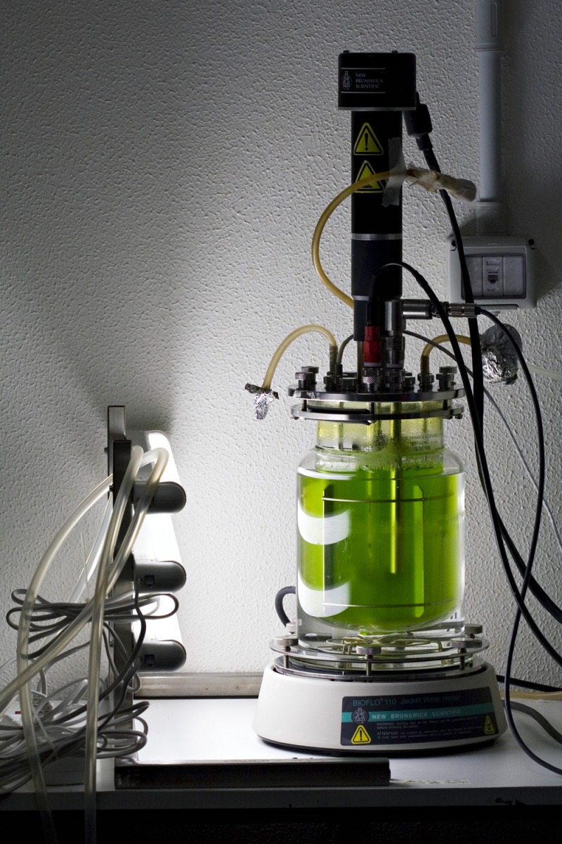 Algae in a bioreactor