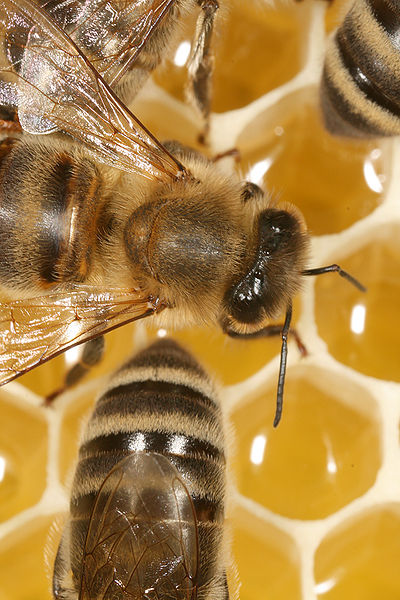 honeybees on honecomb