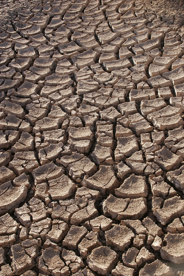 Drought - Sonora Desert, Mexico