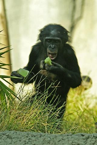 A Bonobo