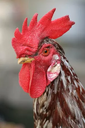 An adult male chicken