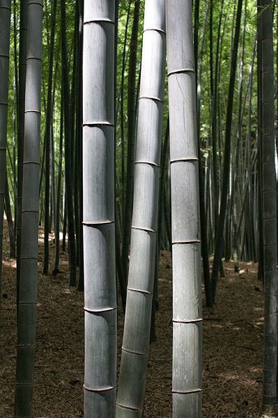Bamboo trees in Kyoto, Japan.