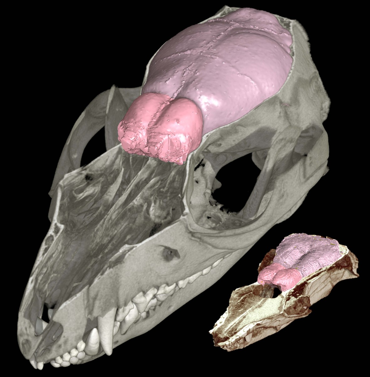 CT scan of Hadrocodium wui