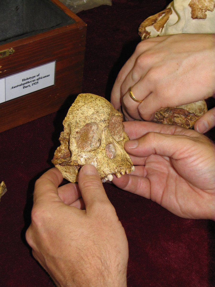 The face of the Taung Child