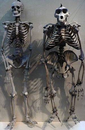 Skeletons of human and gorilla
