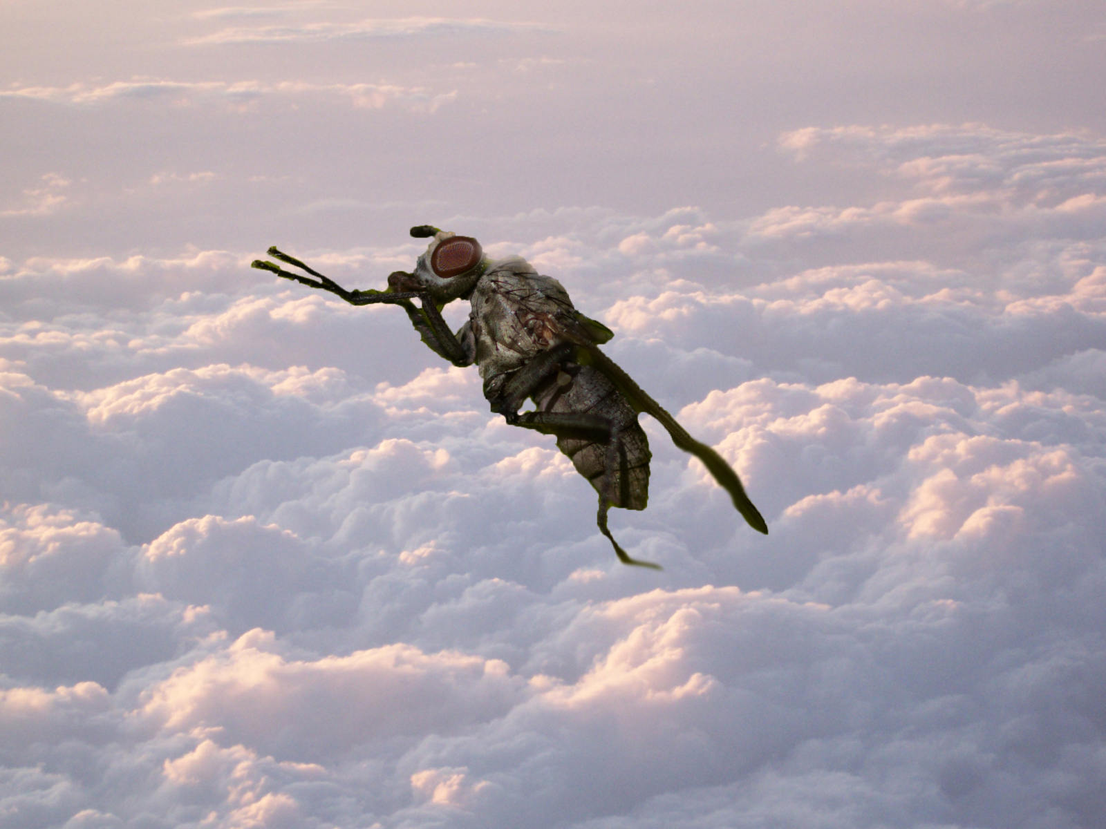 How high can a fly fly?