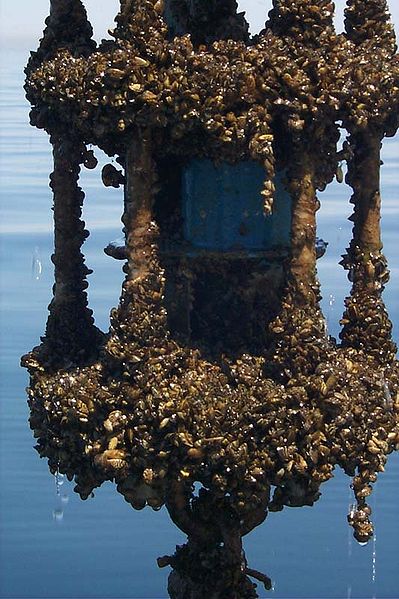 Retrieval of zebra mussel-encrusted Vector Averaging Current Meter near Michigan City, IN. Lake Michigan, June 1999. Photo by M. McCormick.