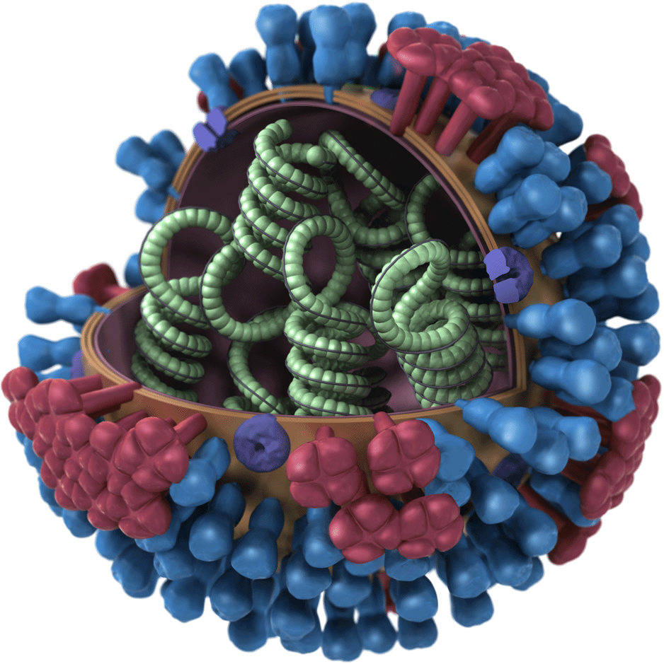  3D model of an influenza virus particle. Each virion measures about 100nm (1/10,000th mm) in diameter; the envelope bears molecules of haemagglutinin (blue) and neuraminidase (red) and encloses 8 ribonucleoproteins (RNP), which encode the viral...