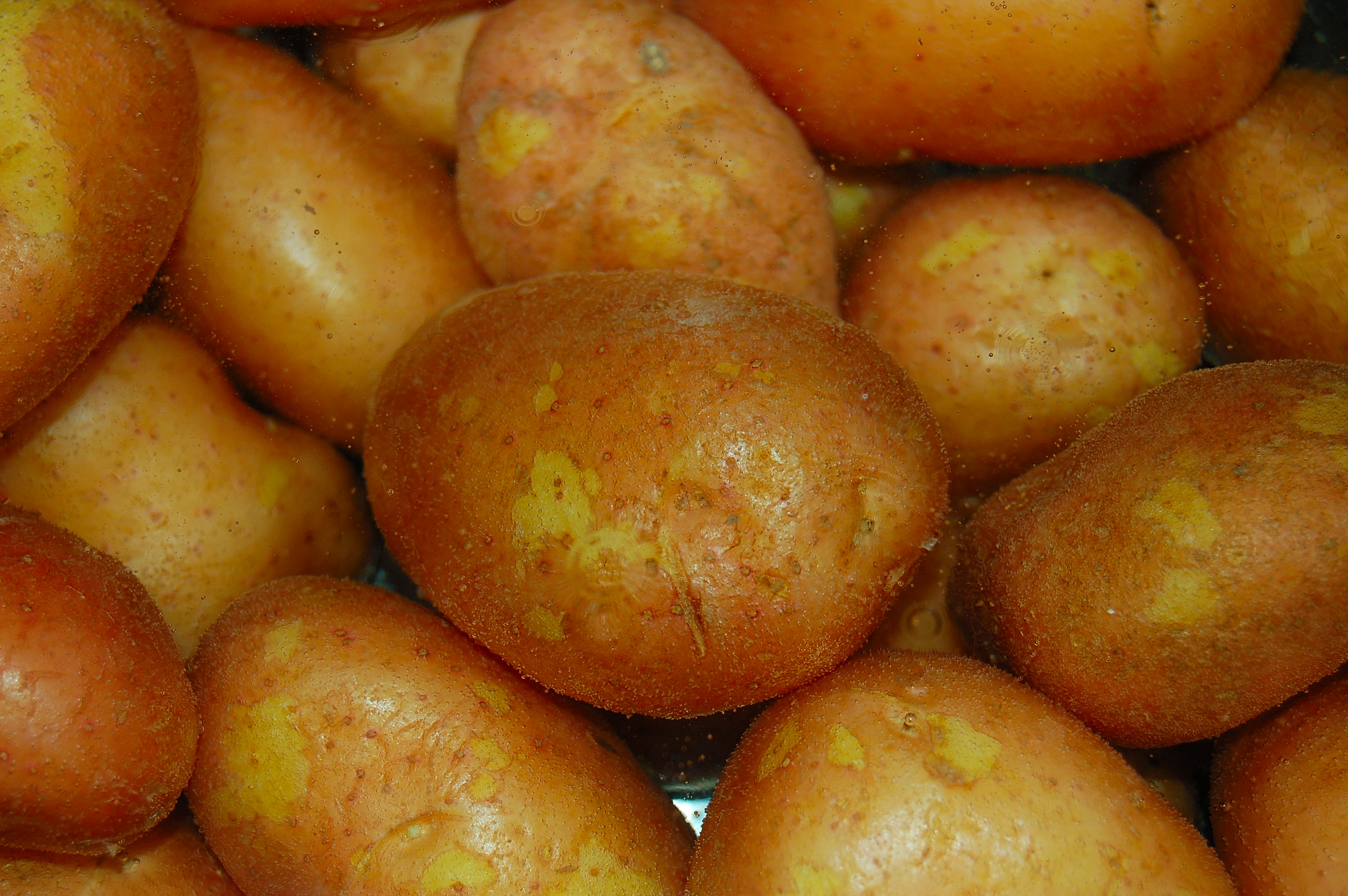 Potatoes - the source of biodegradable plastics of the future
