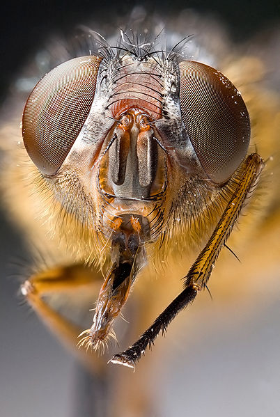 Calliphora hilli (blow fly), Austin's Ferry, Tasmania, Australia.