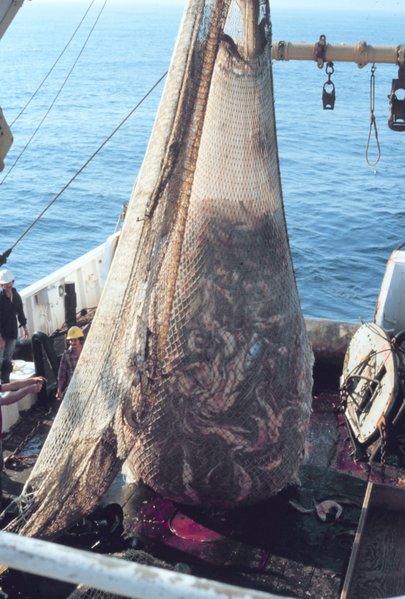 The fish catch from trawling nets