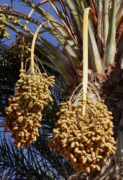 Photo of dates on a date palm