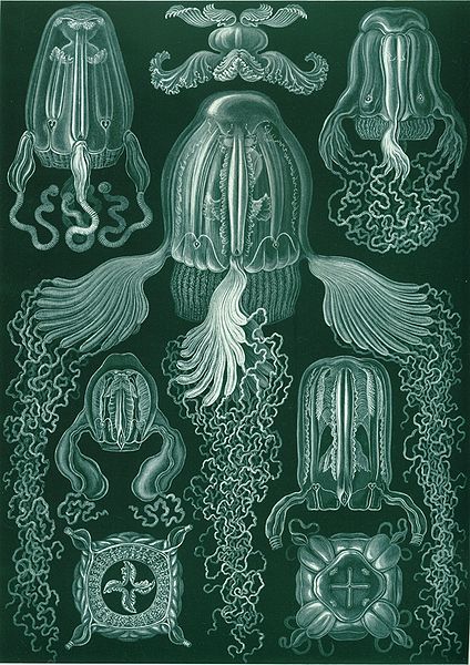 Haeckel box jellyfish