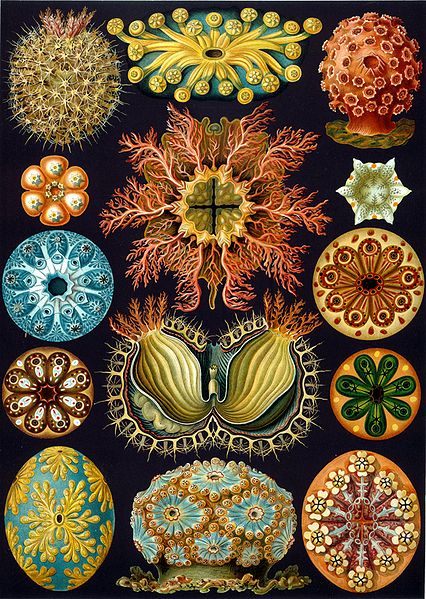Ernst Haeckel sea squirts