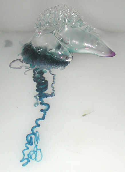 Physalia Physalis - Portuguese man-of-war