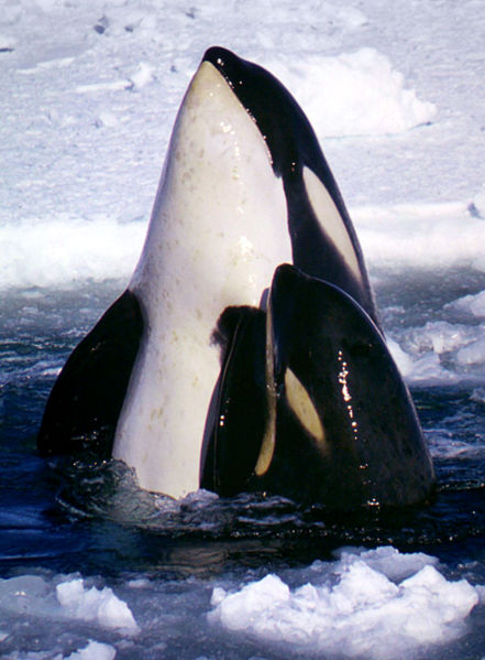 Mother and calf, Type C Killer Whales