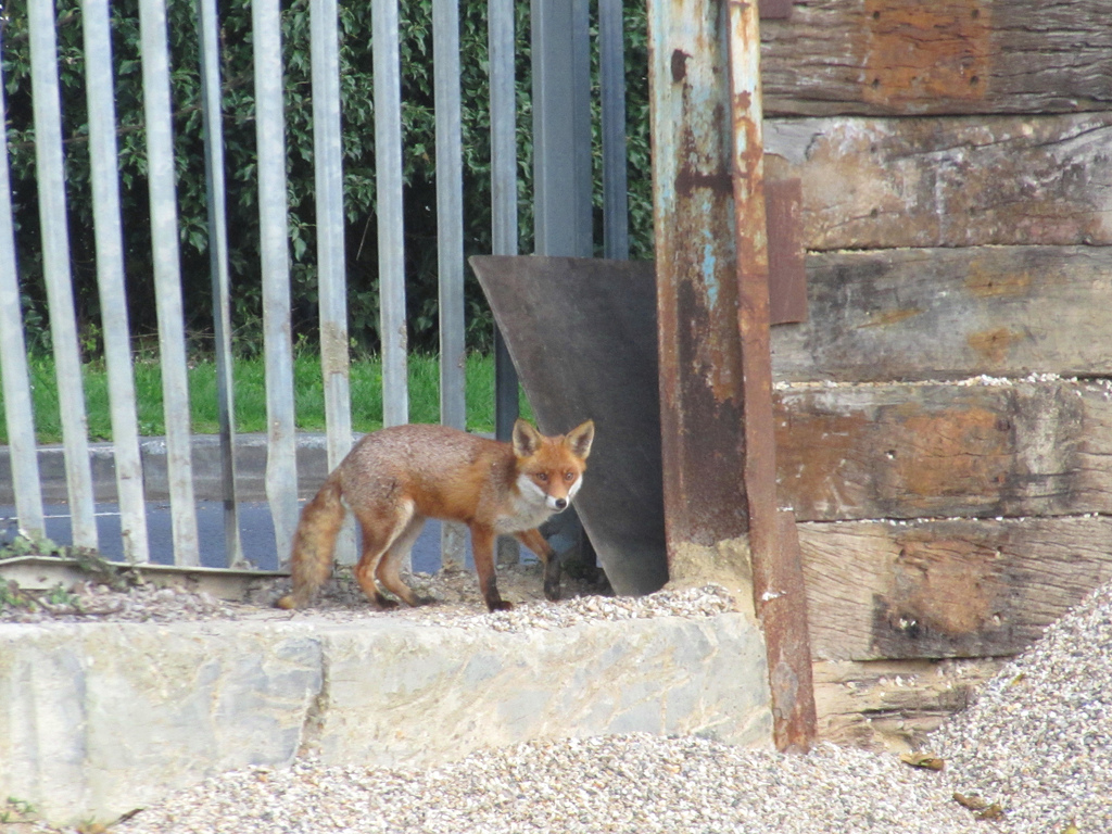Urban Fox