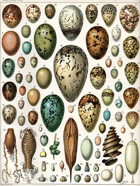 Eggs, illustration by Adolphe Millot from Nouveau Larousse Illustré [1897-1904]