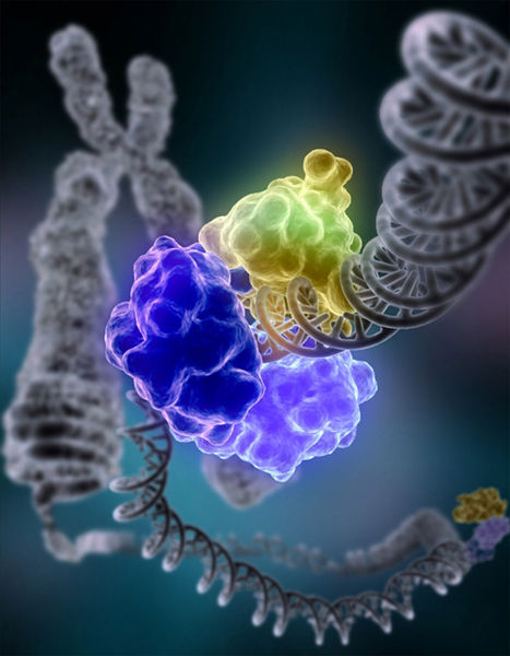 DNA repair
