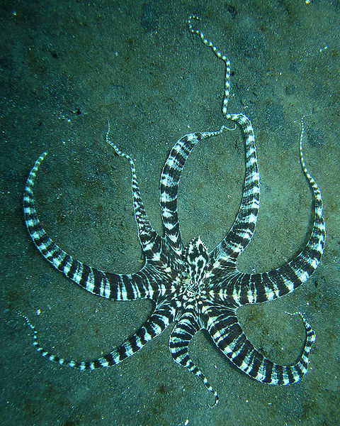 Mimic octopus