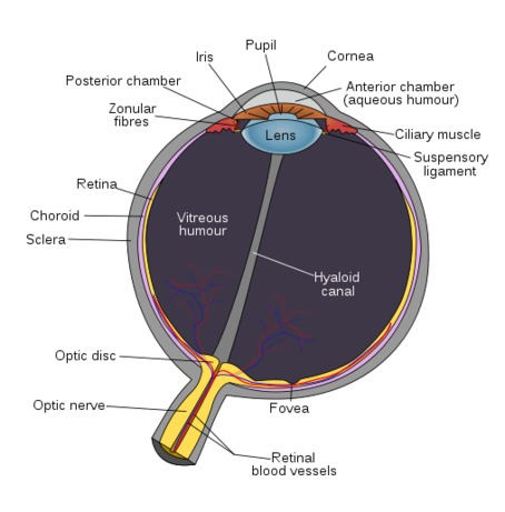 Schematic diagram of the human eye in english