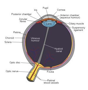 Schematic diagram of the human eye in english