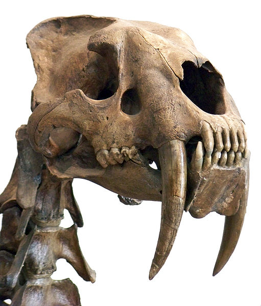 Close up view of a saber tooth cat head on display at the American Natural History Museum, New York.