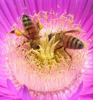 Western Honey Bees collecting pollen