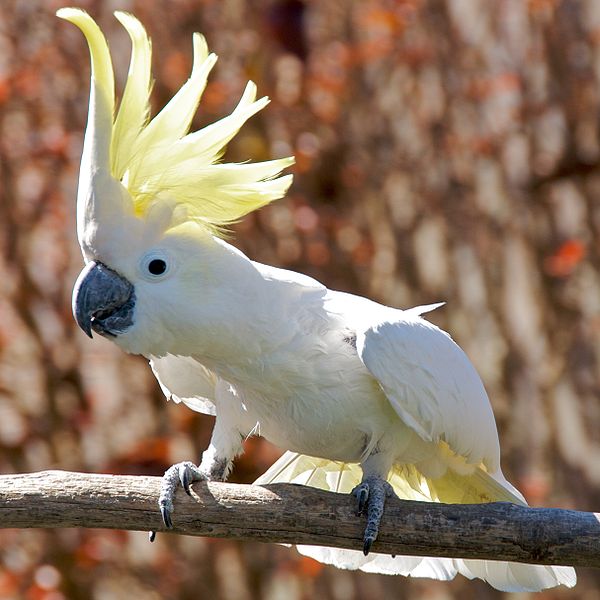 Sulphur Crested Cockatoo