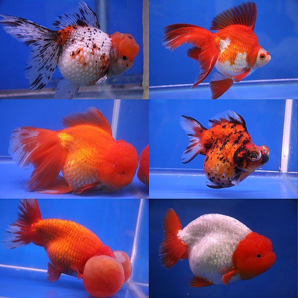  Six different breeds of goldfish shown in the competition at the 20th Pramong Nomklao fish show event at the Future Park Rangsit, Thailand, in July 2008. The fish in the image are, clockwise from top right, ryukin, telescope eye, lionchu, bubble eye,...