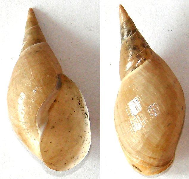 Lymnaea stagnalis, the great pond snail, is a species of large air-breathing freshwater snail, an aquatic pulmonate gastropod mollusk in the family Lymnaeidae.