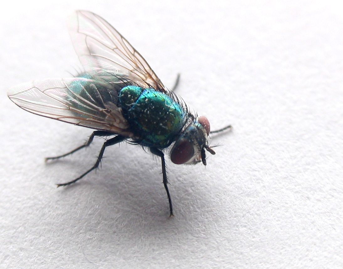 Greenbottle fly