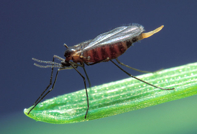 Hessian fly, Mayetiola destructor, barley midge. A significant pest of cereal crops including wheat, barley and rye. Though a native of Asia it was transported into Europe and later into North America in the straw bedding of Hessian troops.