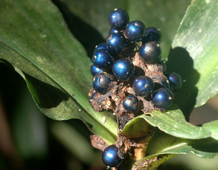 Pollia condensata - the brightest thing in nature