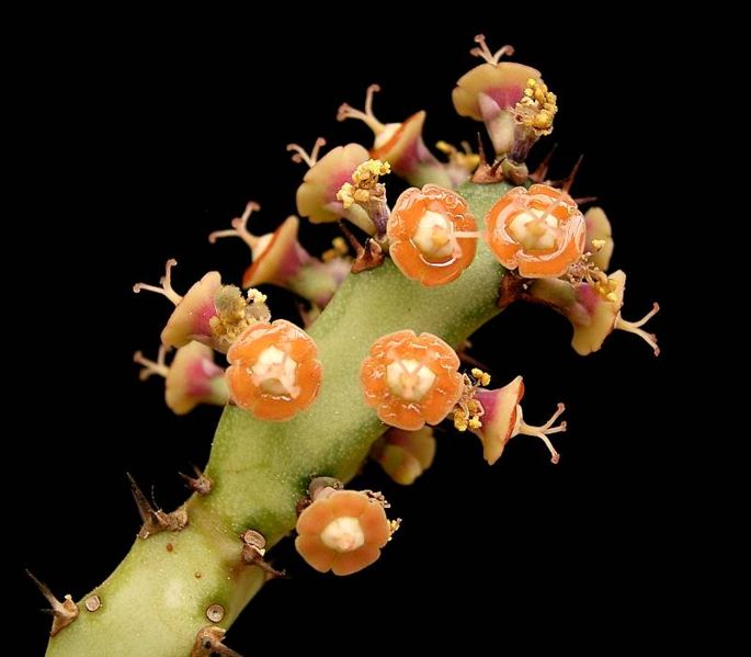 Euphorbia baylissii