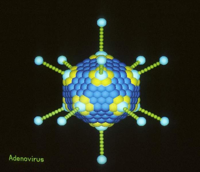 adenovirus