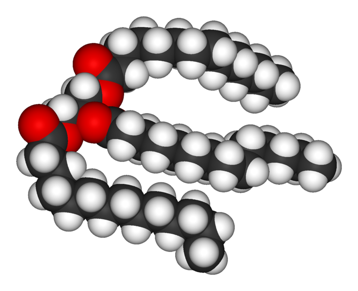 A triglyceride molecule