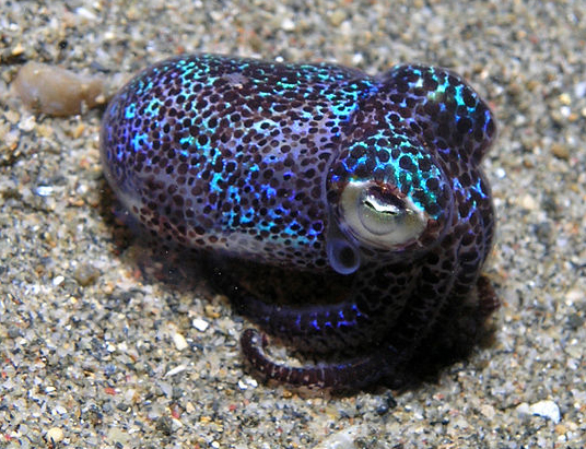 Bobtail squid