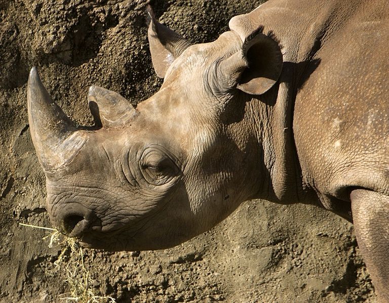 Black Rhino at Taronga zoo, Sydney, Australia