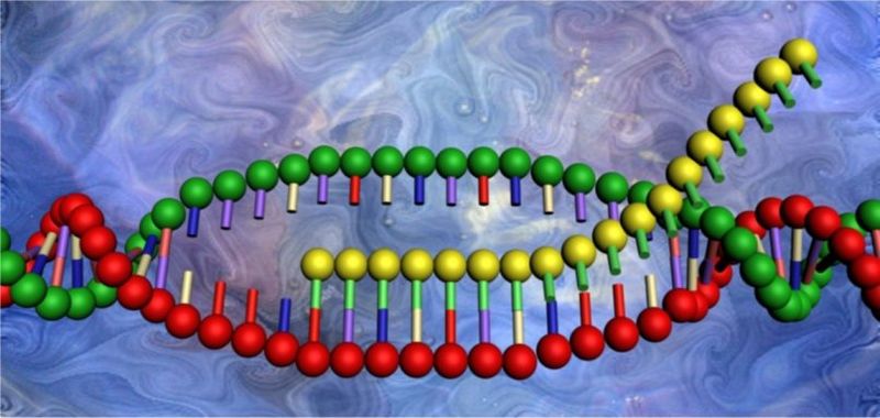 RNA polymerase
