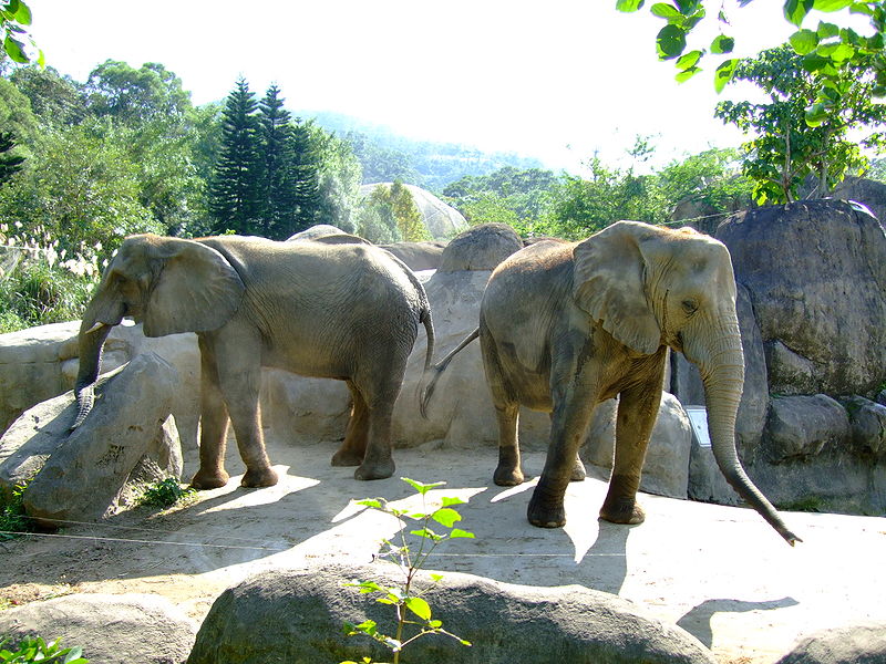 African elephants in Africa Animal Area of Taipei Zoo.