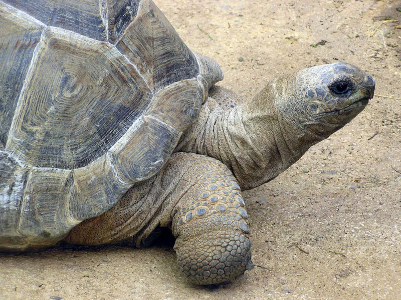 Aldabra Giant Tortoise, Geochelone gigantea, at Bristol Zoo, England.