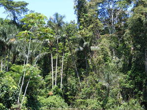 Amazonian rainforest, upper Amazon basin, Loreto region, Peru.