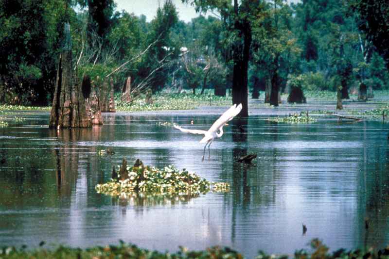 A scene in the Atchafalaya Basin in Louisiana, USA.