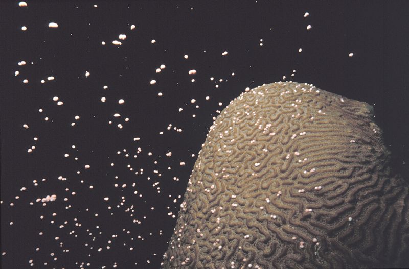 Brain coral spawning
